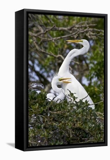 USA, Florida, St Augustine Gator Farm Great Egrets nesting.-Connie Bransilver-Framed Premier Image Canvas