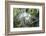 USA, Florida, St. Augustine, Great Egret at Alligator Farm rookery-Jim Engelbrecht-Framed Photographic Print