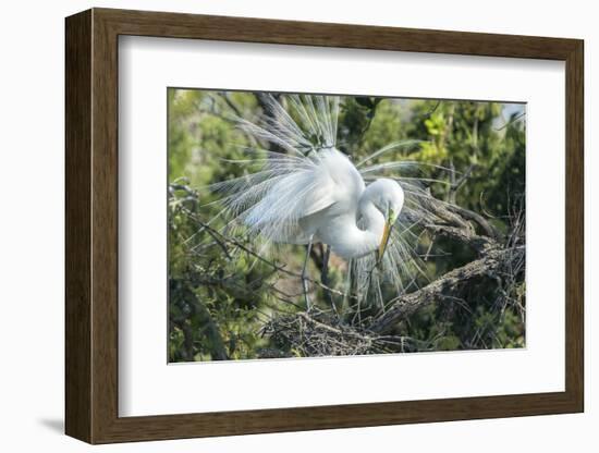 USA, Florida, St. Augustine, Great Egret at Alligator Farm rookery-Jim Engelbrecht-Framed Photographic Print