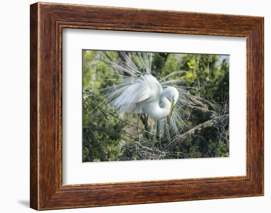 USA, Florida, St. Augustine, Great Egret at Alligator Farm rookery-Jim Engelbrecht-Framed Photographic Print