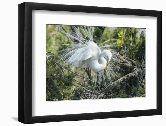 USA, Florida, St. Augustine, Great Egret at Alligator Farm rookery-Jim Engelbrecht-Framed Photographic Print