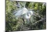 USA, Florida, St. Augustine, Great Egret at Alligator Farm rookery-Jim Engelbrecht-Mounted Photographic Print