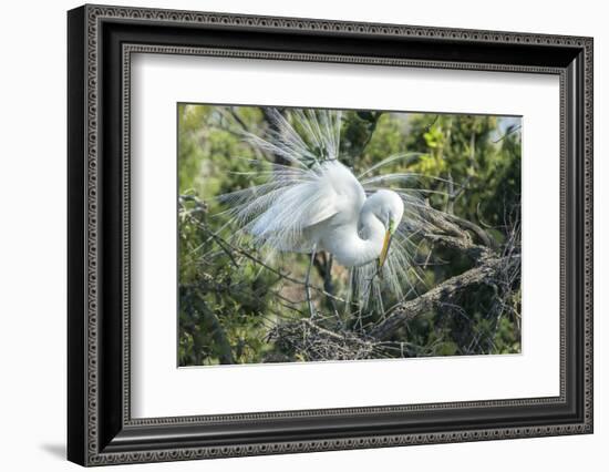 USA, Florida, St. Augustine, Great Egret at Alligator Farm rookery-Jim Engelbrecht-Framed Photographic Print