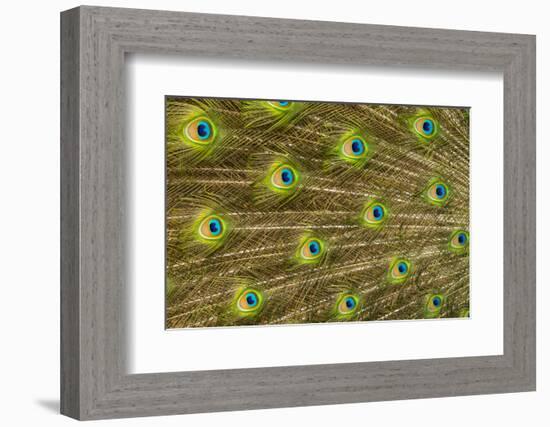 USA, Florida, St. Augustine, Tail feathers of male peacock during breeding season.-Joanne Wells-Framed Photographic Print