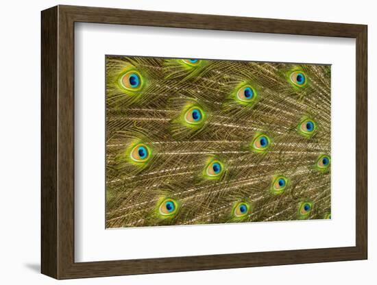 USA, Florida, St. Augustine, Tail feathers of male peacock during breeding season.-Joanne Wells-Framed Photographic Print