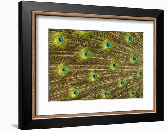 USA, Florida, St. Augustine, Tail feathers of male peacock during breeding season.-Joanne Wells-Framed Photographic Print