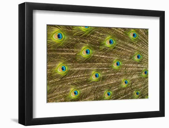 USA, Florida, St. Augustine, Tail feathers of male peacock during breeding season.-Joanne Wells-Framed Photographic Print
