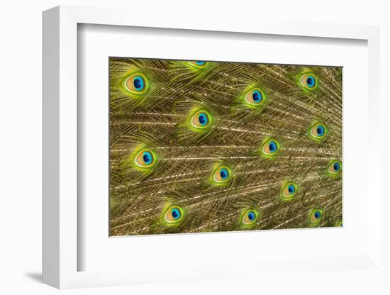 USA, Florida, St. Augustine, Tail feathers of male peacock during breeding season.-Joanne Wells-Framed Photographic Print