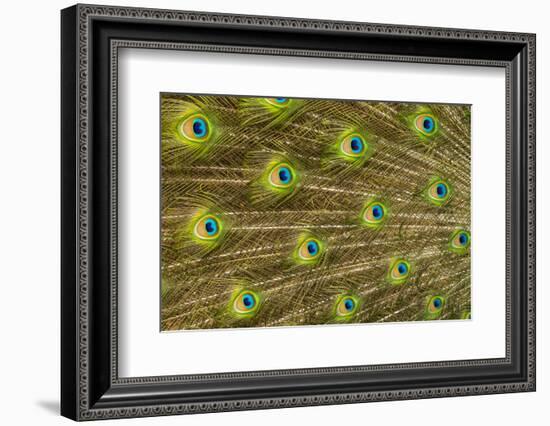 USA, Florida, St. Augustine, Tail feathers of male peacock during breeding season.-Joanne Wells-Framed Photographic Print