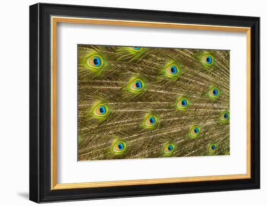 USA, Florida, St. Augustine, Tail feathers of male peacock during breeding season.-Joanne Wells-Framed Photographic Print