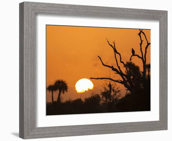 USA, Florida. Sun rising over the Orlando Wetlands Park.-Maresa Pryor-Framed Photographic Print