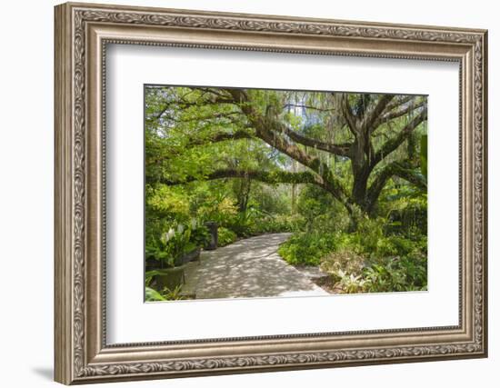 USA, Florida. Tropical garden with palm trees and living oak covered in Spanish moss.-Anna Miller-Framed Photographic Print