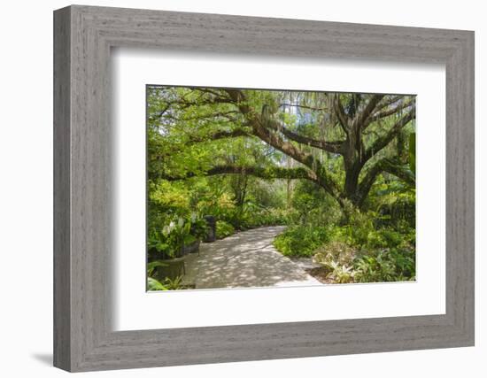 USA, Florida. Tropical garden with palm trees and living oak covered in Spanish moss.-Anna Miller-Framed Photographic Print