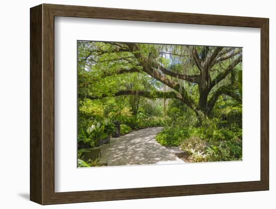 USA, Florida. Tropical garden with palm trees and living oak covered in Spanish moss.-Anna Miller-Framed Photographic Print