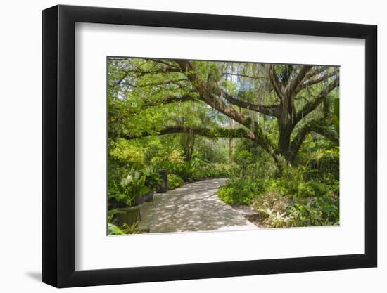 USA, Florida. Tropical garden with palm trees and living oak covered in Spanish moss.-Anna Miller-Framed Photographic Print