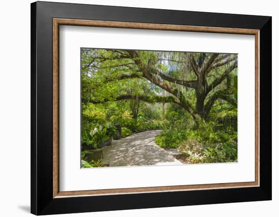 USA, Florida. Tropical garden with palm trees and living oak covered in Spanish moss.-Anna Miller-Framed Photographic Print