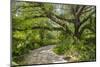 USA, Florida. Tropical garden with palm trees and living oak covered in Spanish moss.-Anna Miller-Mounted Photographic Print