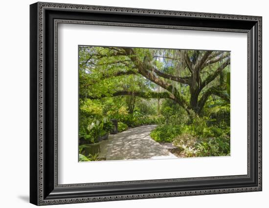 USA, Florida. Tropical garden with palm trees and living oak covered in Spanish moss.-Anna Miller-Framed Photographic Print