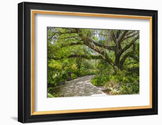 USA, Florida. Tropical garden with palm trees and living oak covered in Spanish moss.-Anna Miller-Framed Photographic Print