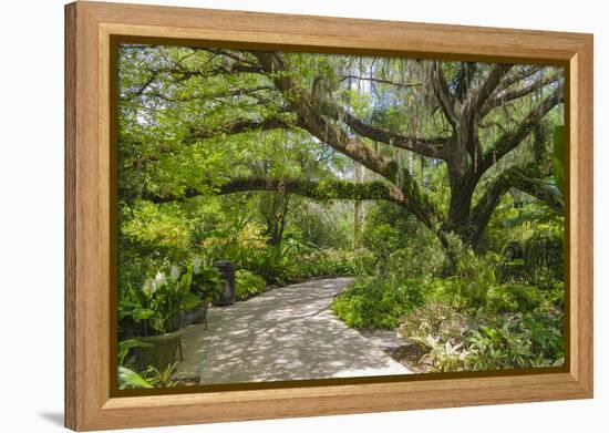 USA, Florida. Tropical garden with palm trees and living oak covered in Spanish moss.-Anna Miller-Framed Premier Image Canvas