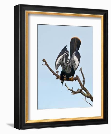 USA, Florida, Venice. Audubon Rookery, Anhinga male Displaying in tree-Bernard Friel-Framed Premium Photographic Print