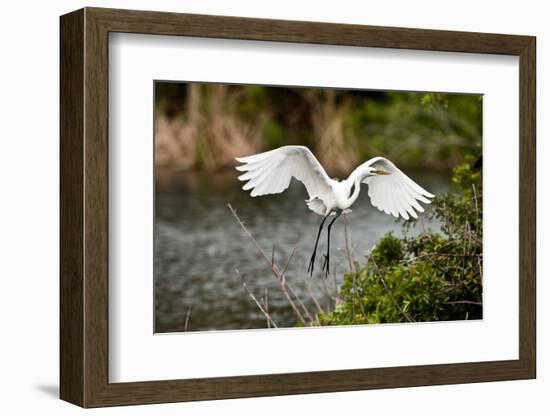 USA, Florida, Venice. Audubon Rookery, Great Egret flying with nest material, landing at nest.-Bernard Friel-Framed Photographic Print