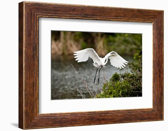 USA, Florida, Venice. Audubon Rookery, Great Egret flying with nest material, landing at nest.-Bernard Friel-Framed Photographic Print