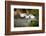 USA, Florida, Venice. Audubon Rookery, Great Egret flying with nest material, landing at nest.-Bernard Friel-Framed Photographic Print