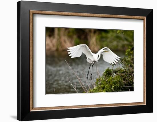 USA, Florida, Venice. Audubon Rookery, Great Egret flying with nest material, landing at nest.-Bernard Friel-Framed Photographic Print