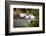 USA, Florida, Venice. Audubon Rookery, Great Egret flying with nest material, landing at nest.-Bernard Friel-Framed Photographic Print