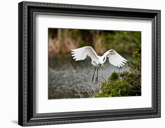 USA, Florida, Venice. Audubon Rookery, Great Egret flying with nest material, landing at nest.-Bernard Friel-Framed Photographic Print