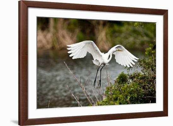USA, Florida, Venice. Audubon Rookery, Great Egret flying with nest material, landing at nest.-Bernard Friel-Framed Photographic Print