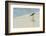 USA, Florida. Willet standing on a beach.-Margaret Gaines-Framed Photographic Print