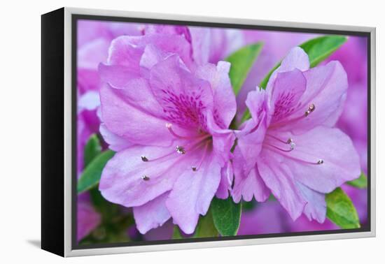 USA, Ga, Pine Mountain, Callaway Gardens, Azalea Flower-Rob Tilley-Framed Premier Image Canvas