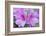USA, Ga, Pine Mountain, Callaway Gardens, Azalea Flower-Rob Tilley-Framed Photographic Print