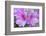 USA, Ga, Pine Mountain, Callaway Gardens, Azalea Flower-Rob Tilley-Framed Photographic Print