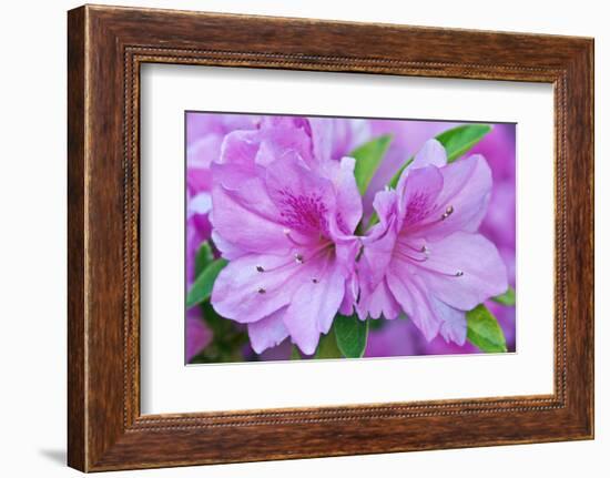 USA, Ga, Pine Mountain, Callaway Gardens, Azalea Flower-Rob Tilley-Framed Photographic Print