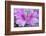 USA, Ga, Pine Mountain, Callaway Gardens, Azalea Flower-Rob Tilley-Framed Photographic Print