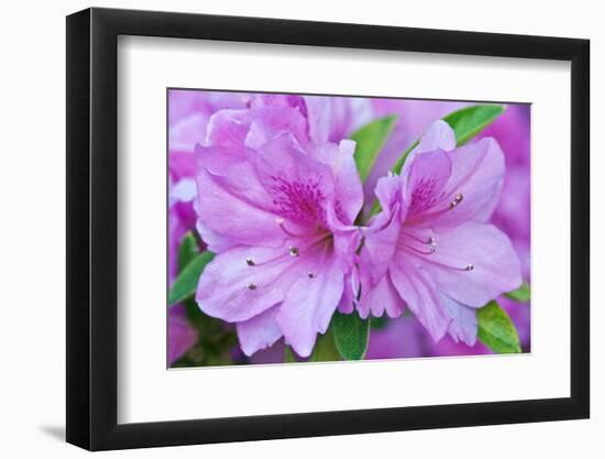 USA, Ga, Pine Mountain, Callaway Gardens, Azalea Flower-Rob Tilley-Framed Photographic Print