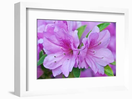 USA, Ga, Pine Mountain, Callaway Gardens, Azalea Flower-Rob Tilley-Framed Photographic Print