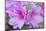 USA, Ga, Pine Mountain, Callaway Gardens, Azalea Flower-Rob Tilley-Mounted Photographic Print