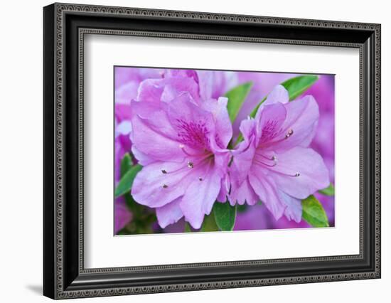 USA, Ga, Pine Mountain, Callaway Gardens, Azalea Flower-Rob Tilley-Framed Photographic Print