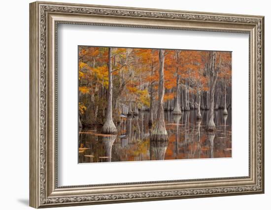 USA, George Smith State Park, Georgia. Fall cypress trees with wood duck box.-Joanne Wells-Framed Photographic Print