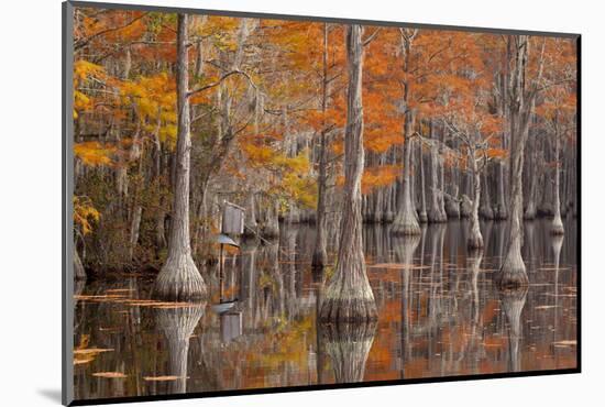 USA, George Smith State Park, Georgia. Fall cypress trees with wood duck box.-Joanne Wells-Mounted Photographic Print