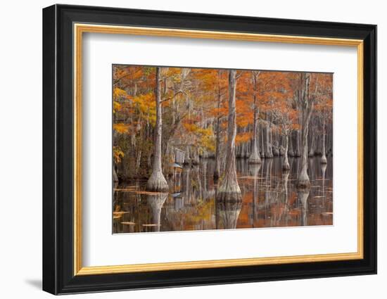 USA, George Smith State Park, Georgia. Fall cypress trees with wood duck box.-Joanne Wells-Framed Photographic Print