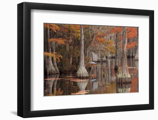 USA, George Smith State Park, Georgia. Fall cypress trees with wood duck box.-Joanne Wells-Framed Photographic Print