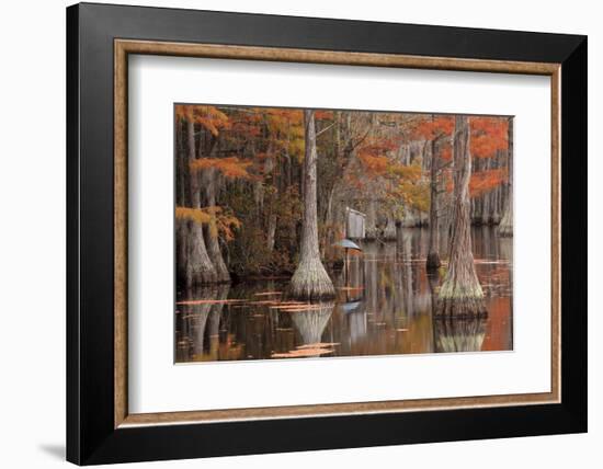 USA, George Smith State Park, Georgia. Fall cypress trees with wood duck box.-Joanne Wells-Framed Photographic Print