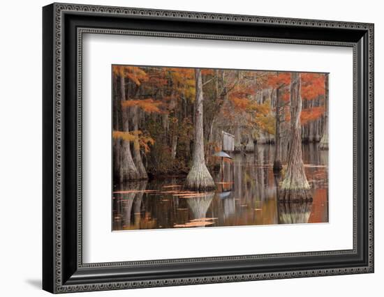 USA, George Smith State Park, Georgia. Fall cypress trees with wood duck box.-Joanne Wells-Framed Photographic Print