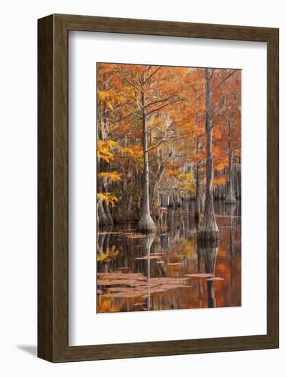 USA, George Smith State Park, Georgia. Fall cypress trees with wood duck box.-Joanne Wells-Framed Photographic Print