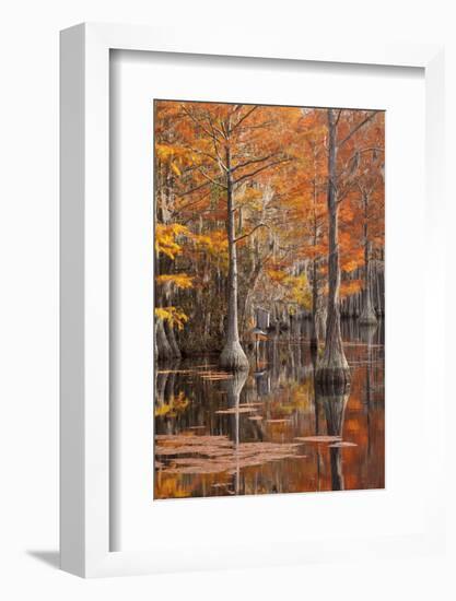 USA, George Smith State Park, Georgia. Fall cypress trees with wood duck box.-Joanne Wells-Framed Photographic Print